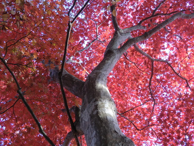 写真（13.11.22 ftブログ）.JPG